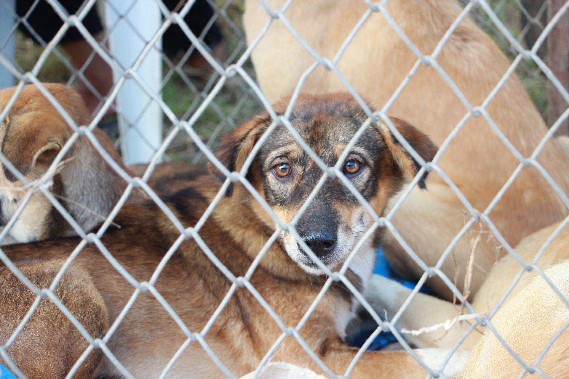 Several dogs with brown and tan fur rest together in a wire enclosure: Chet's Roof charity and community service seattle