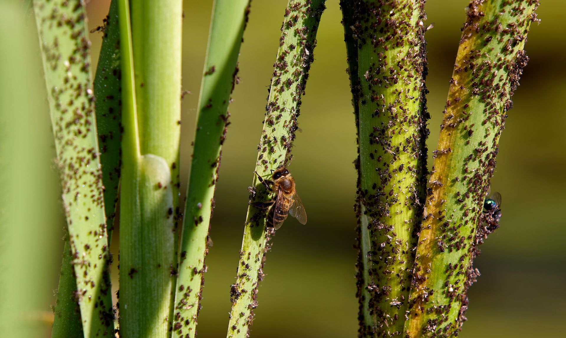 pest control emergency