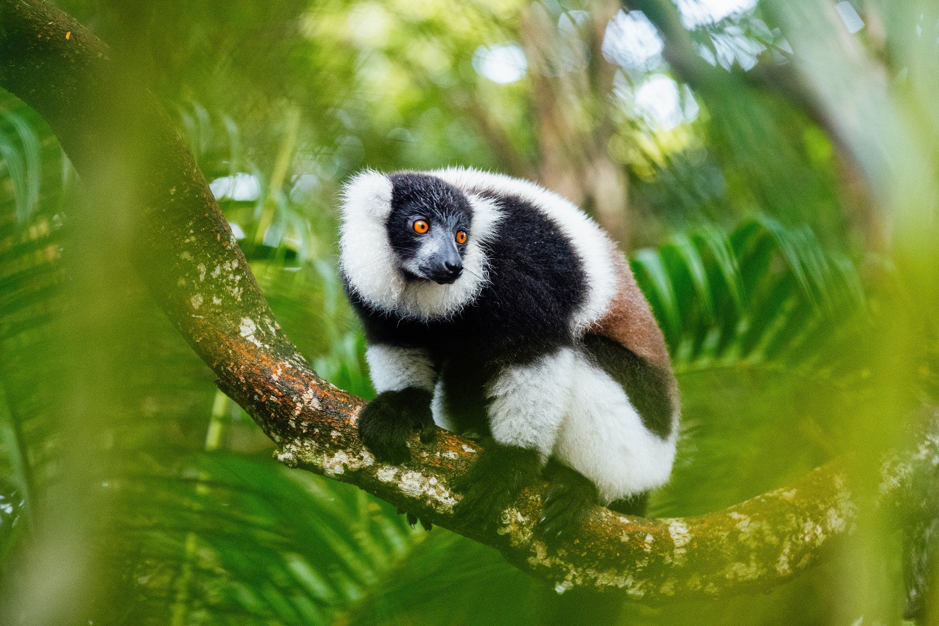 A black and white lemur is sitting on a tree branch.