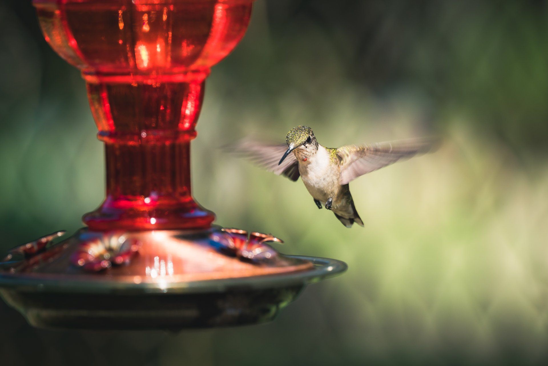 Bird Feeders for Sale