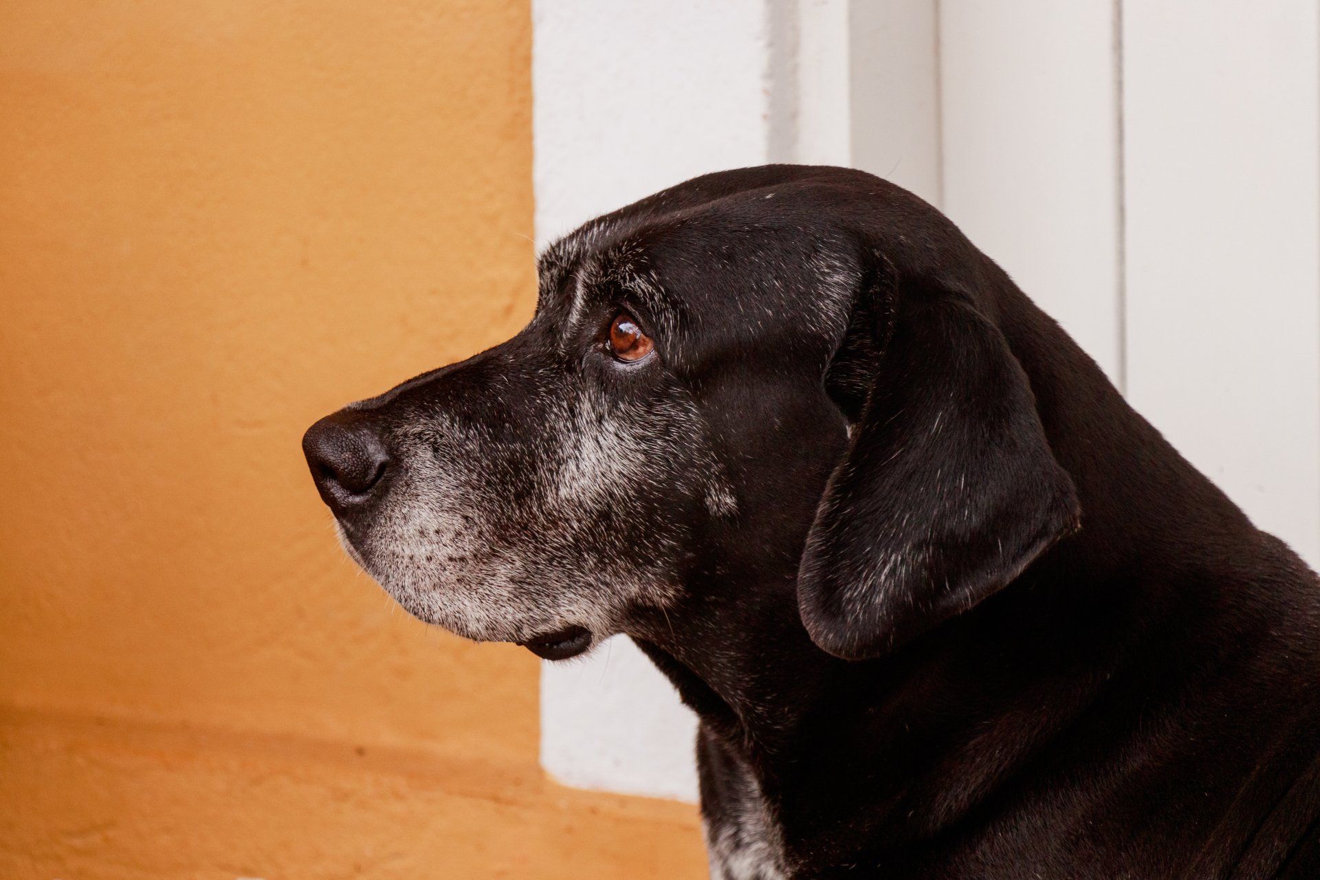 Um close da cabeça de um cachorro preto olhando para o lado.
