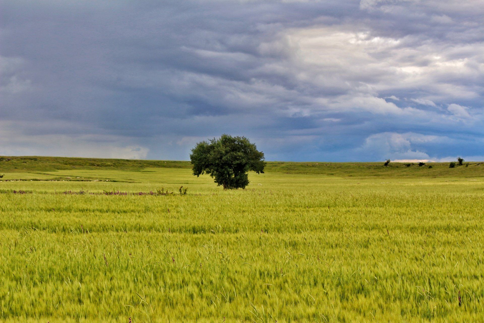 picture of a tree