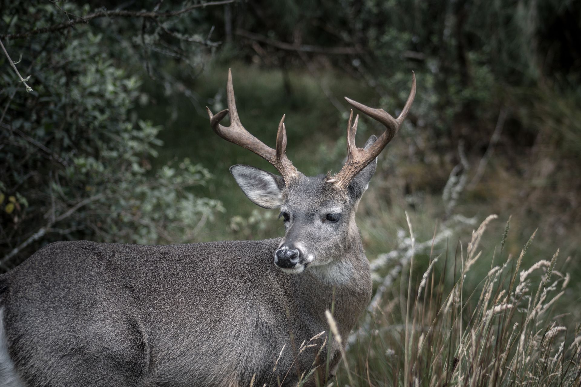Hunting near Philipsburg Montana