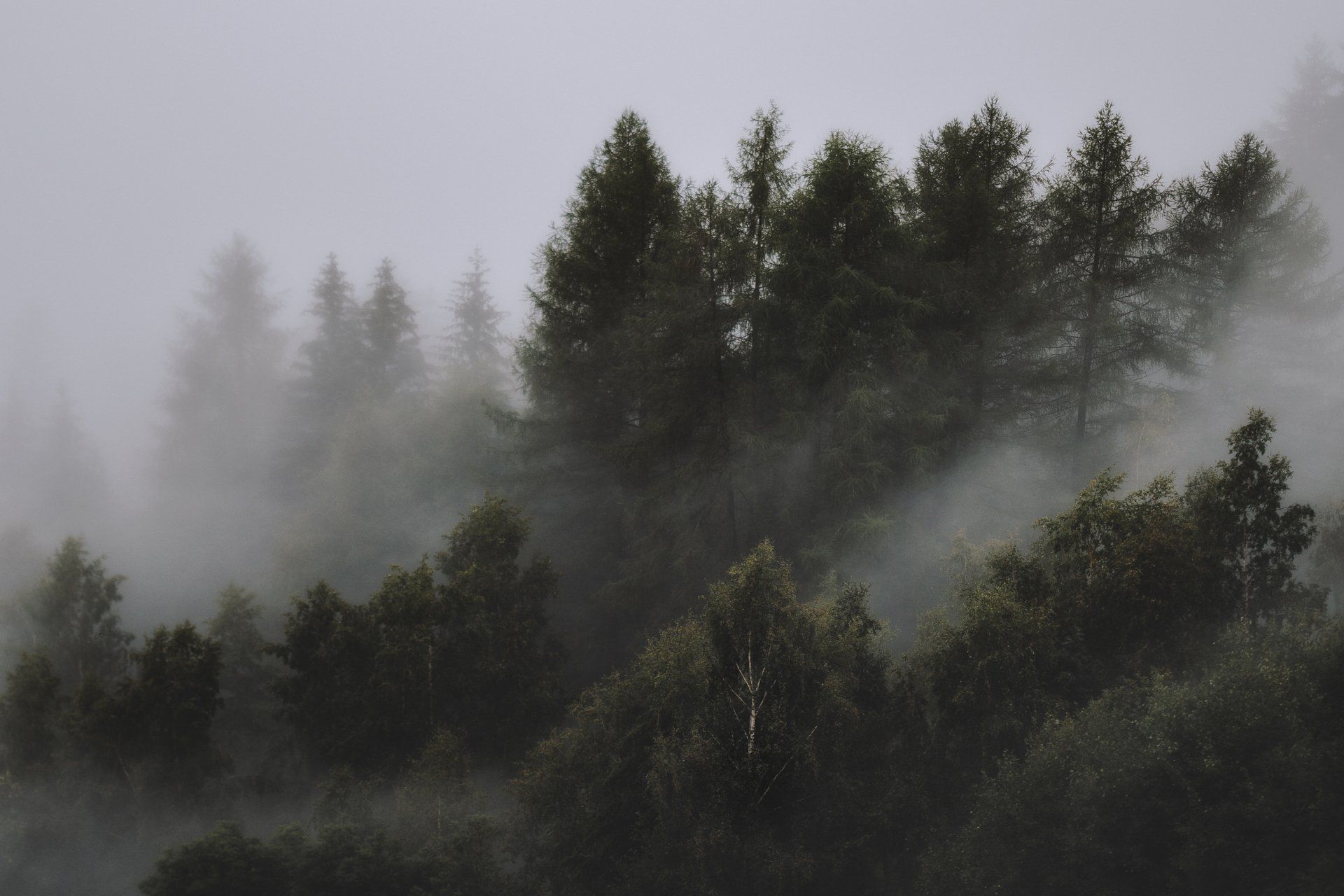 Evergreen trees with fog coming up from the ground