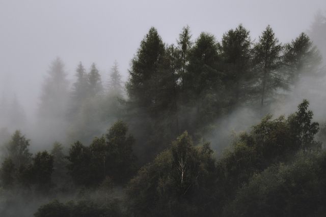 A dark, moody forest scene filled with thick, swirling mist surrounding evergreen trees in a mountainous landscape.