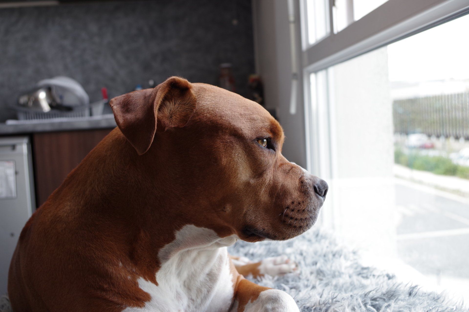 Chien seul qui regarde à la fenêtre