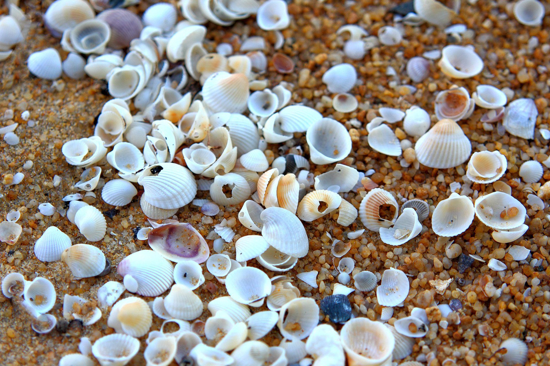 Shells beach Sandplay Therapy Counselling Creative play based working Counsellor Natasha Holistic