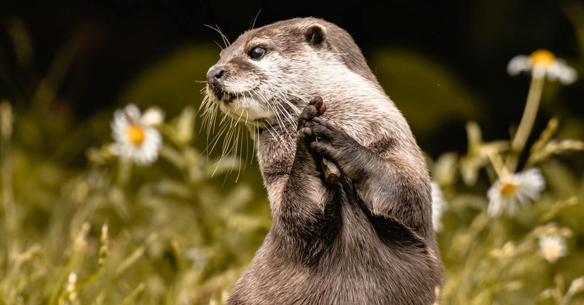 Otter in tall grass, looking up with paw raised, white flowers in the background.