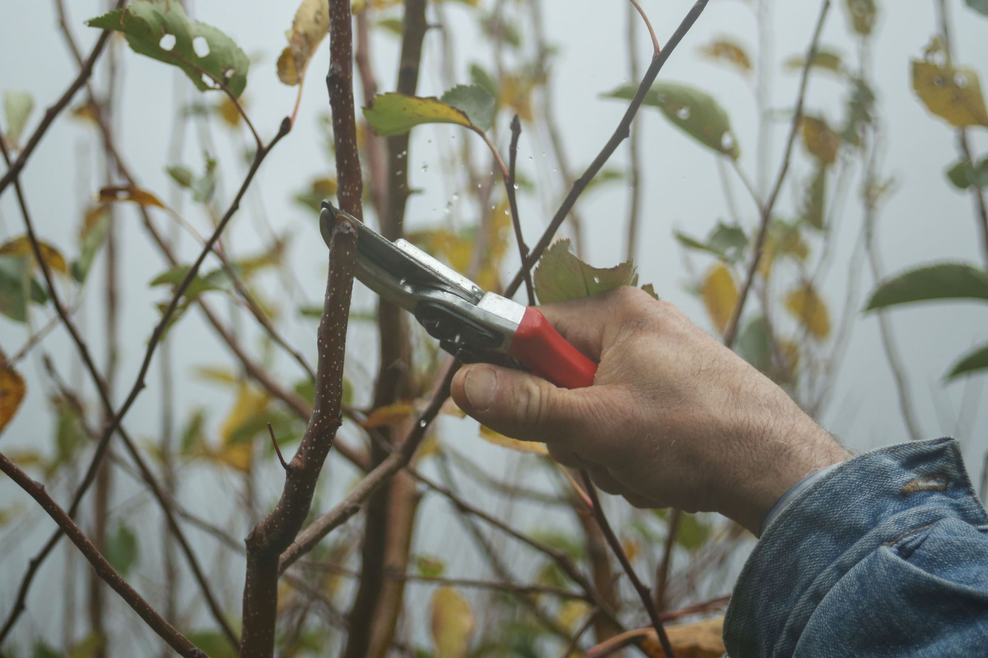 pruning-trimming-trees
