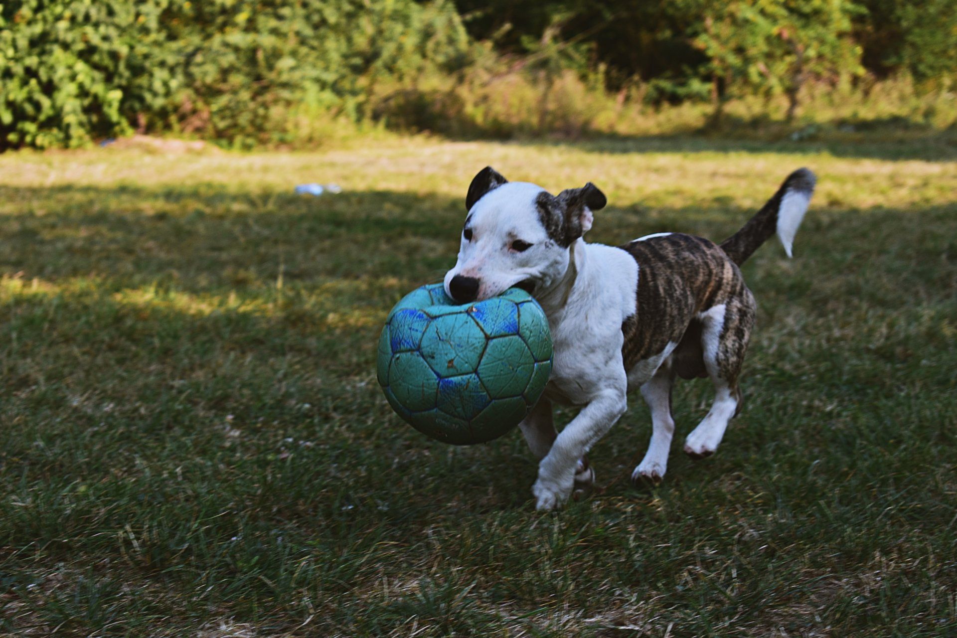 dog retrieving a green soccer ball