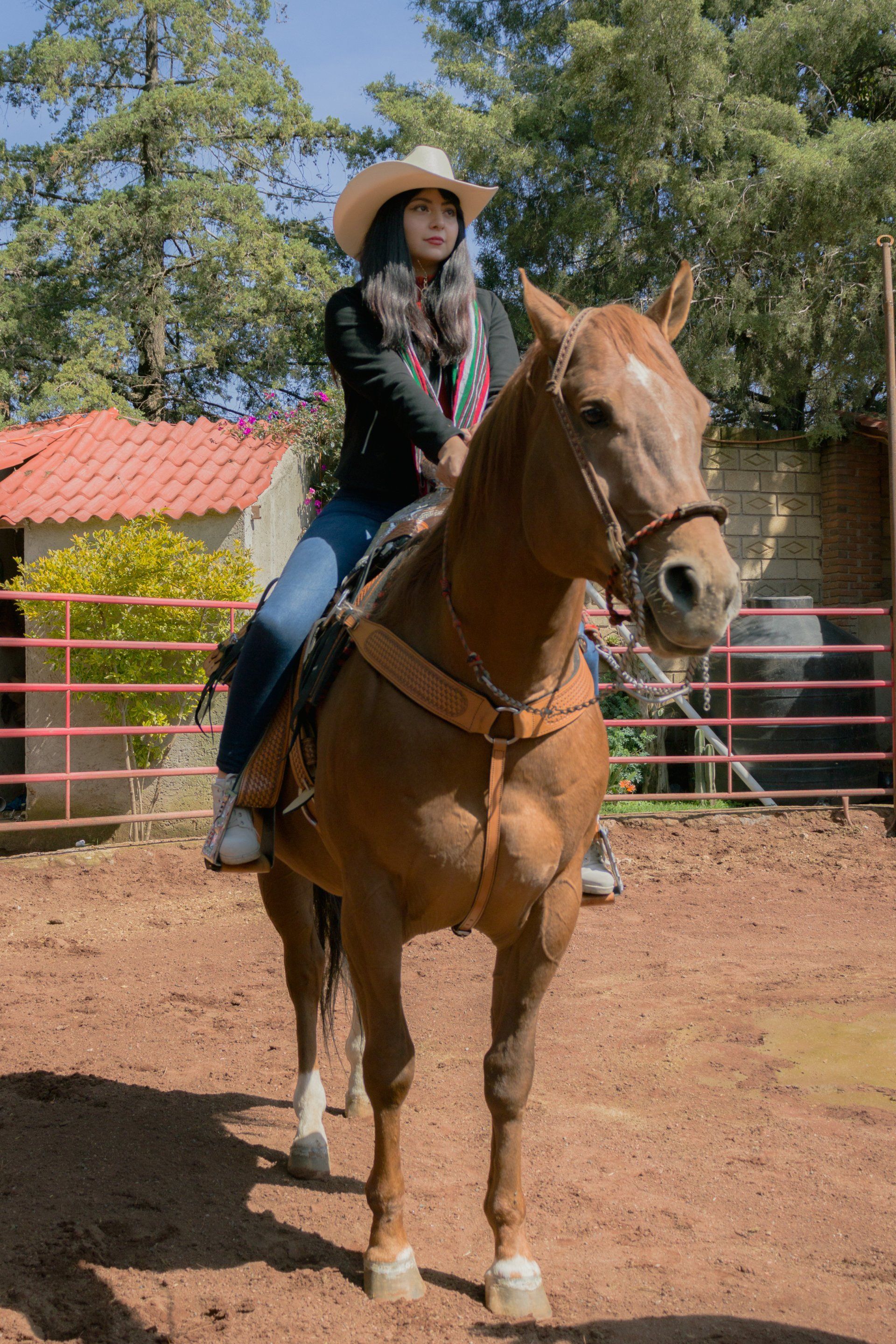 horse supplements