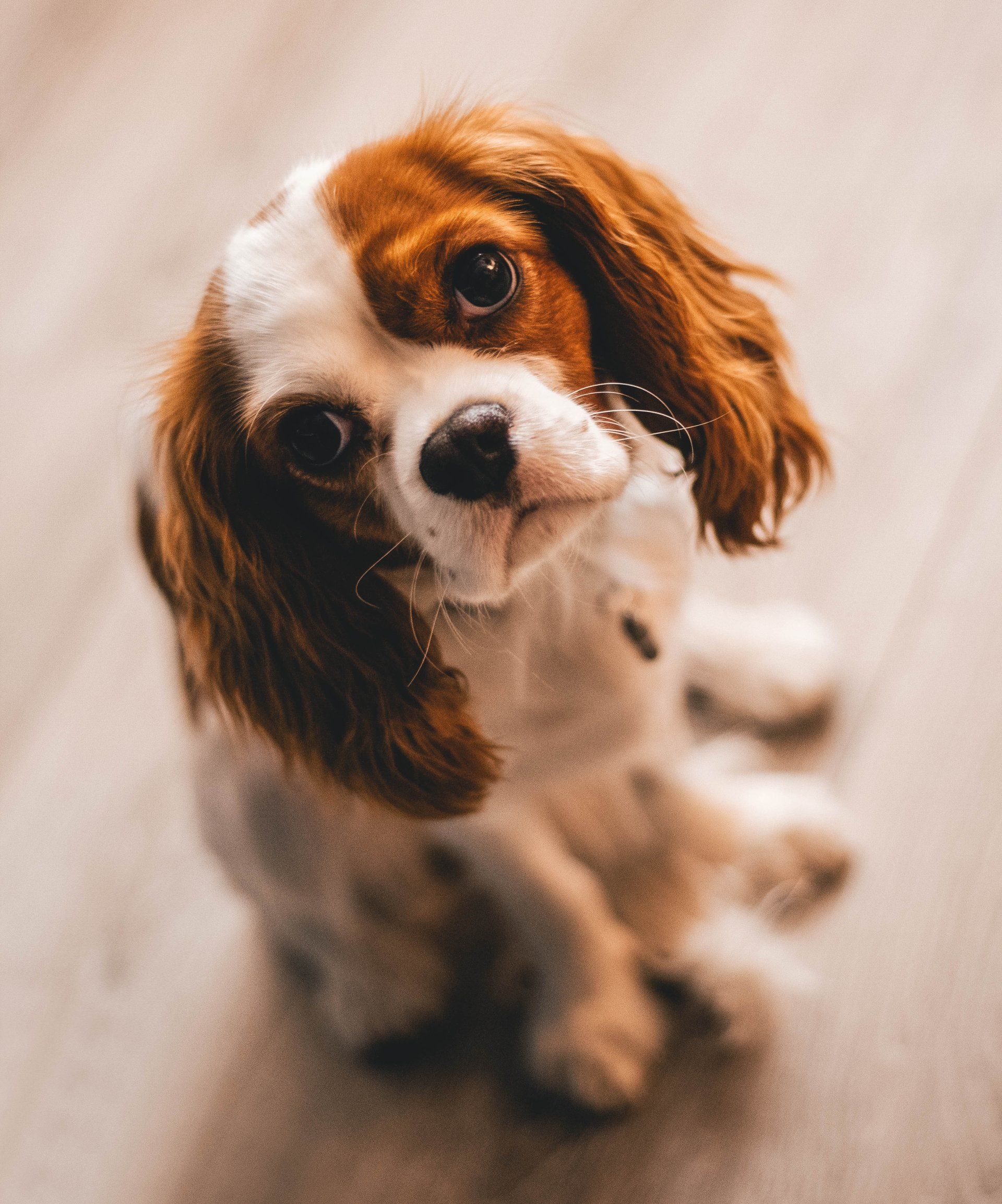 Online Puppy Training