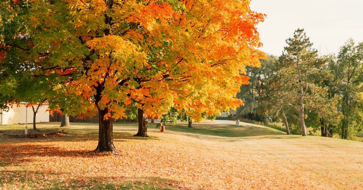 Trees Louisville