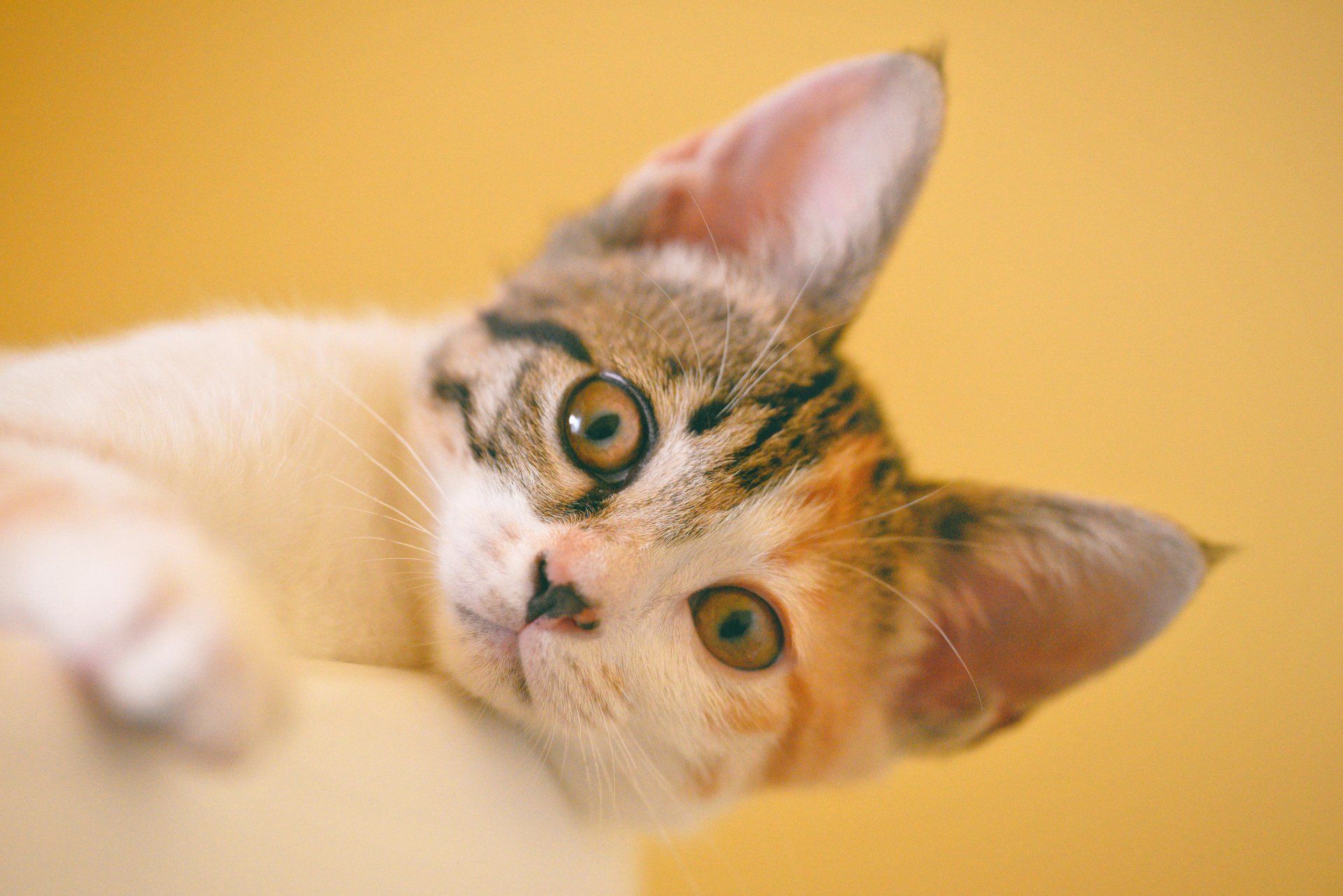 A close up of a calico kitten looking up at the camera.