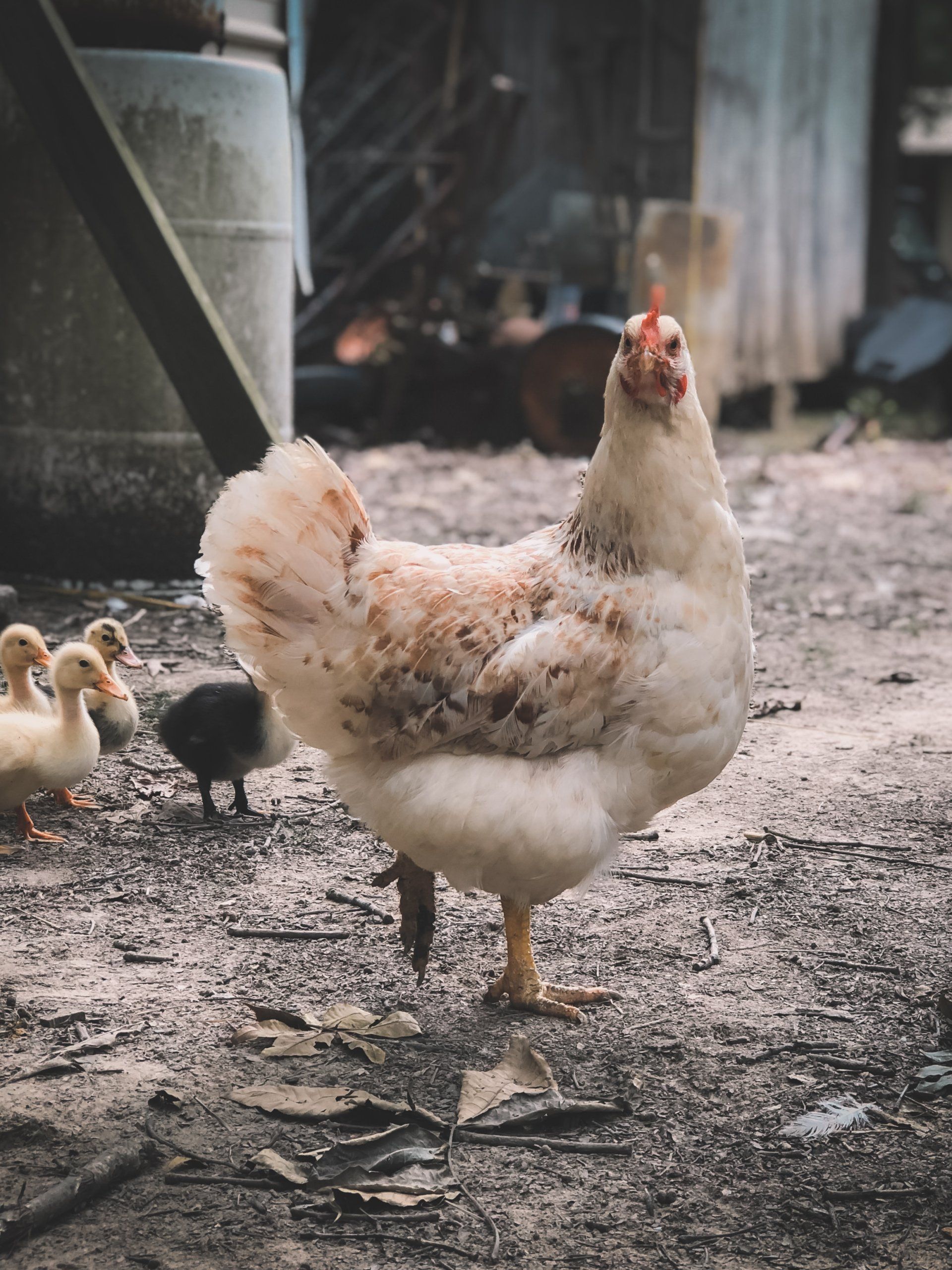 Chicken and chicks header image on pricing page for pet care services which include poultry