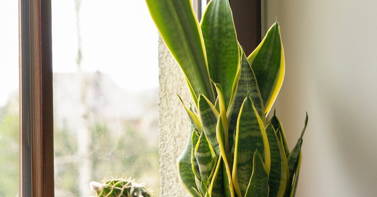 A mother-in-laws tongue by the window