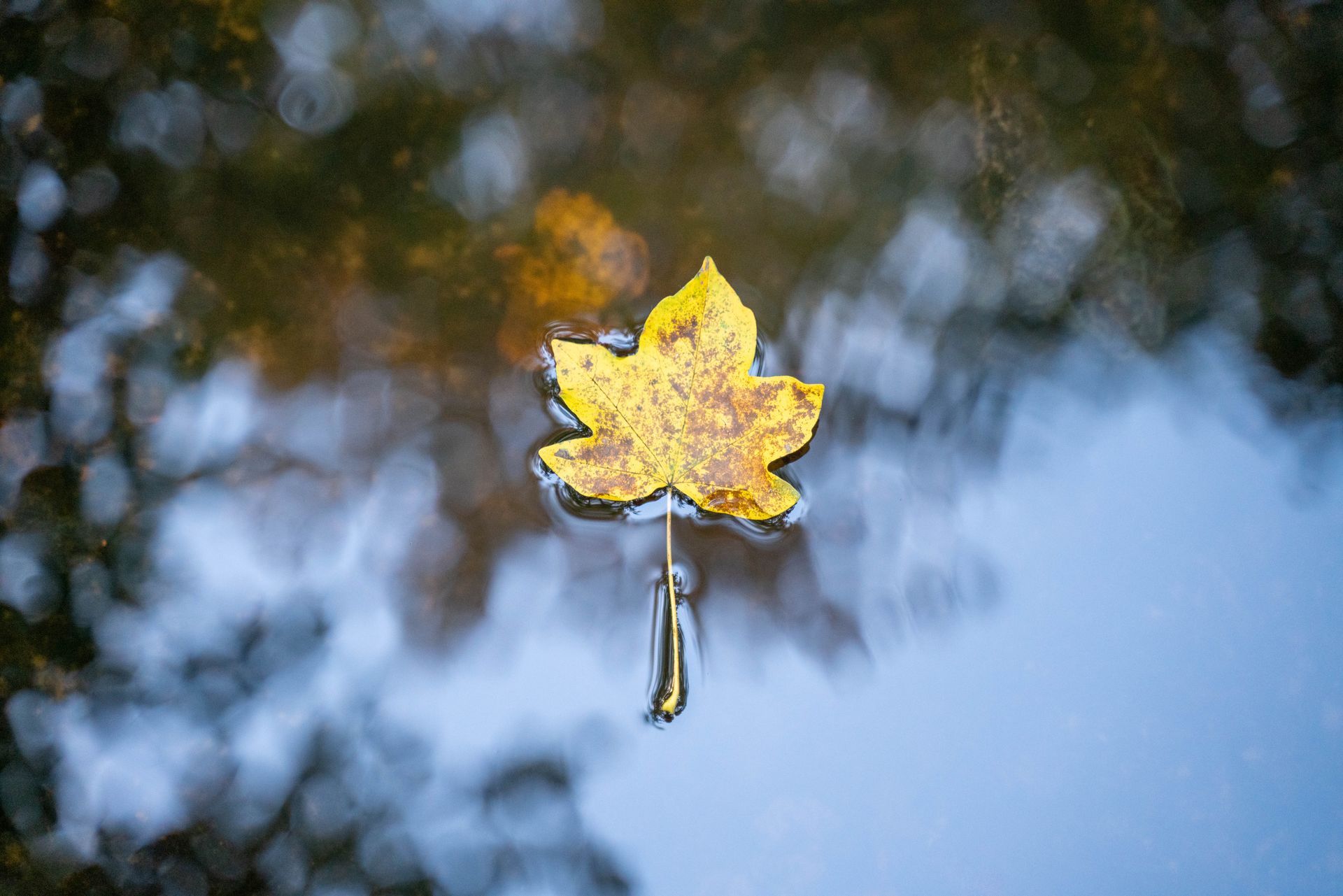 Take A Leaf by Sue Cartwright, Spiral Leaf Take A Leaf - A Poem by Sue Cartwright, Spiral Leaf