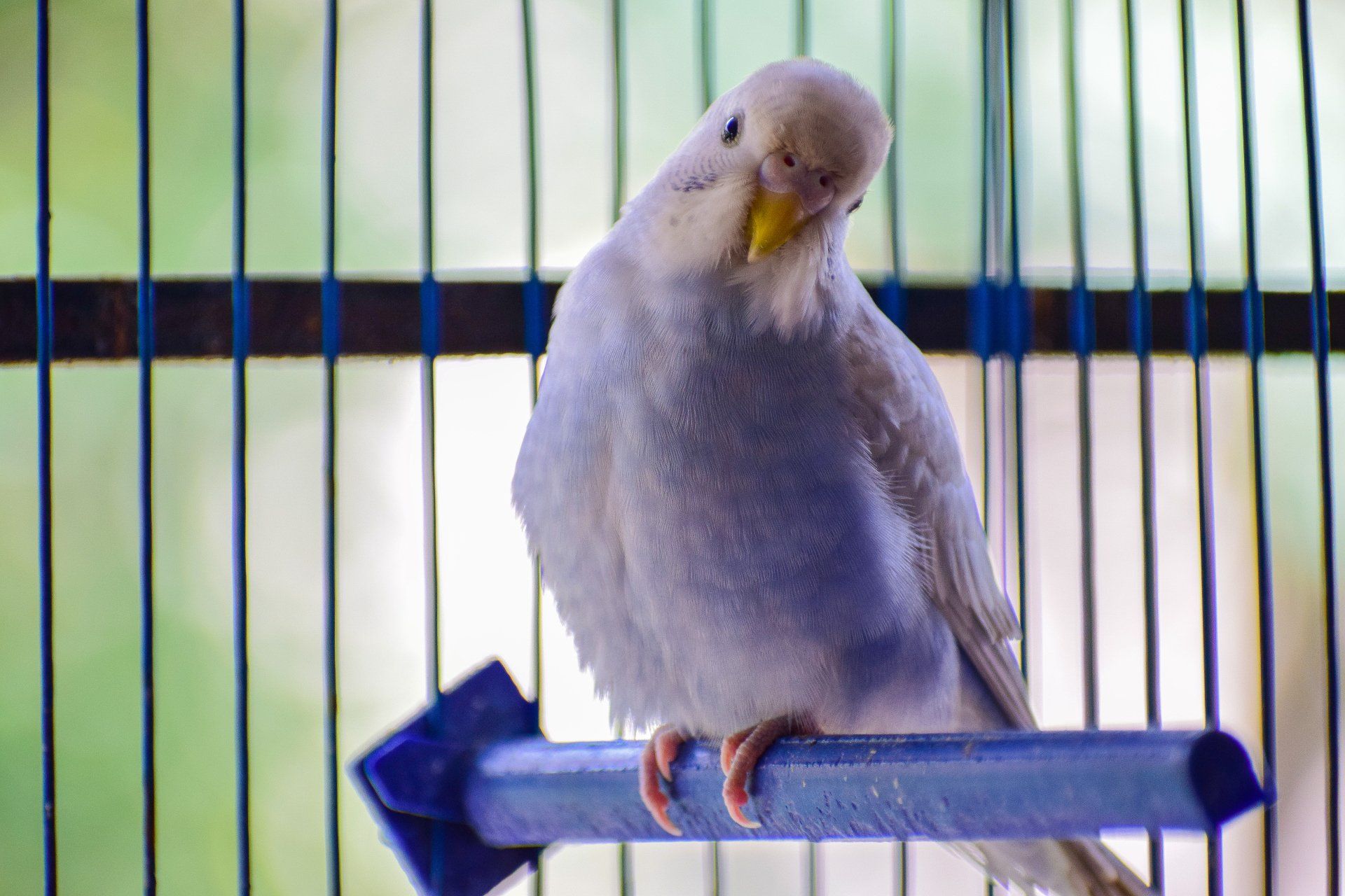 A white parakeet is sitting on a blue perch in a cage.