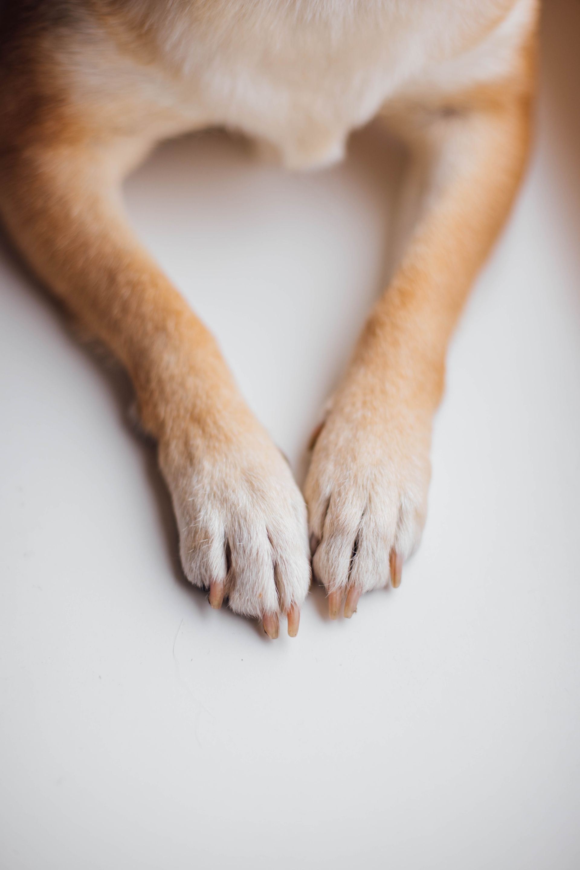 dog paws