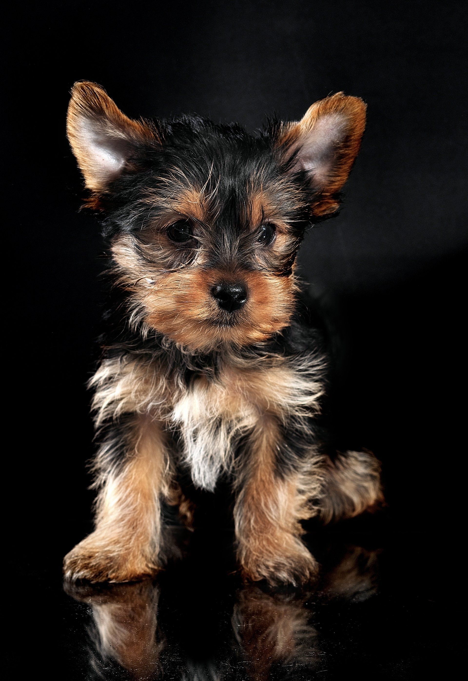 Puppy trainer