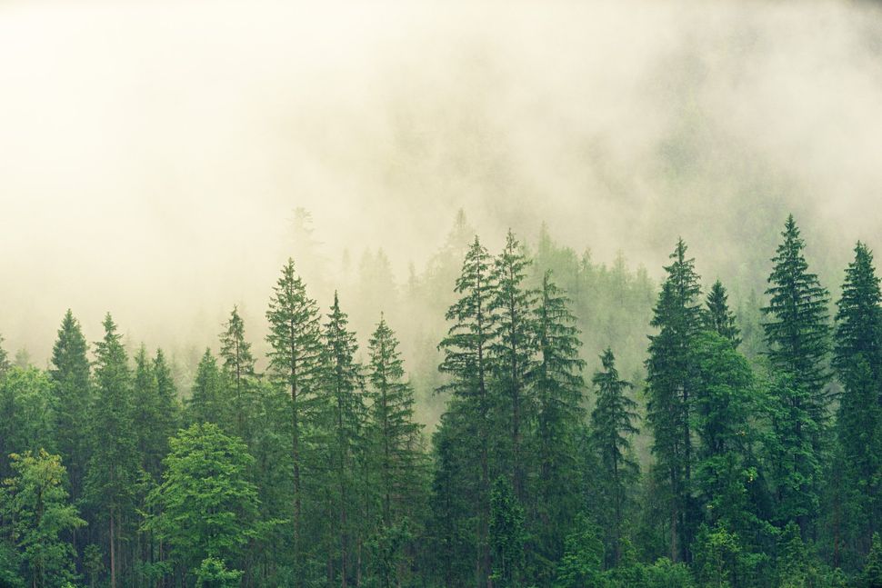 forest trees