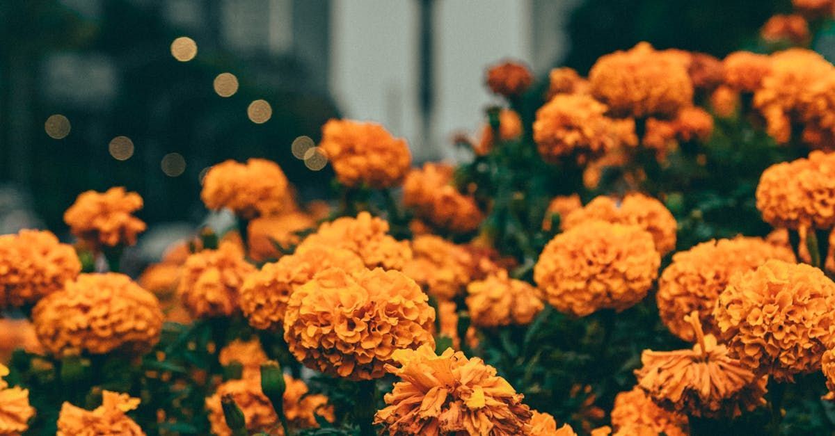 A bunch of orange flowers are growing in a garden.-Crowders Landscaping