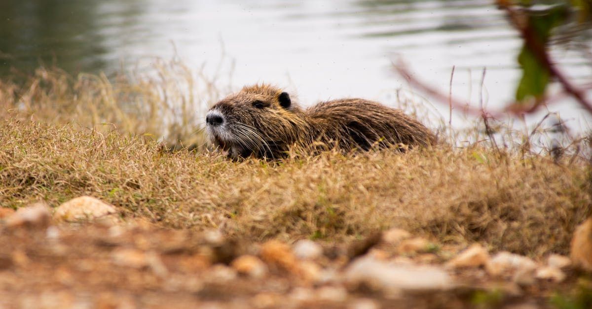 The Beavers' Return - A Poem by Sue Cartwright, Spiral Leaf
