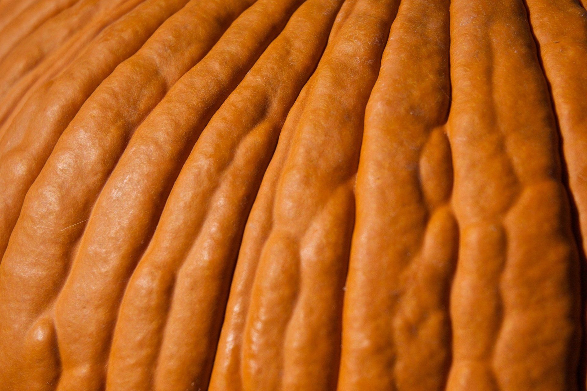 A close up of the texture of a pumpkin.