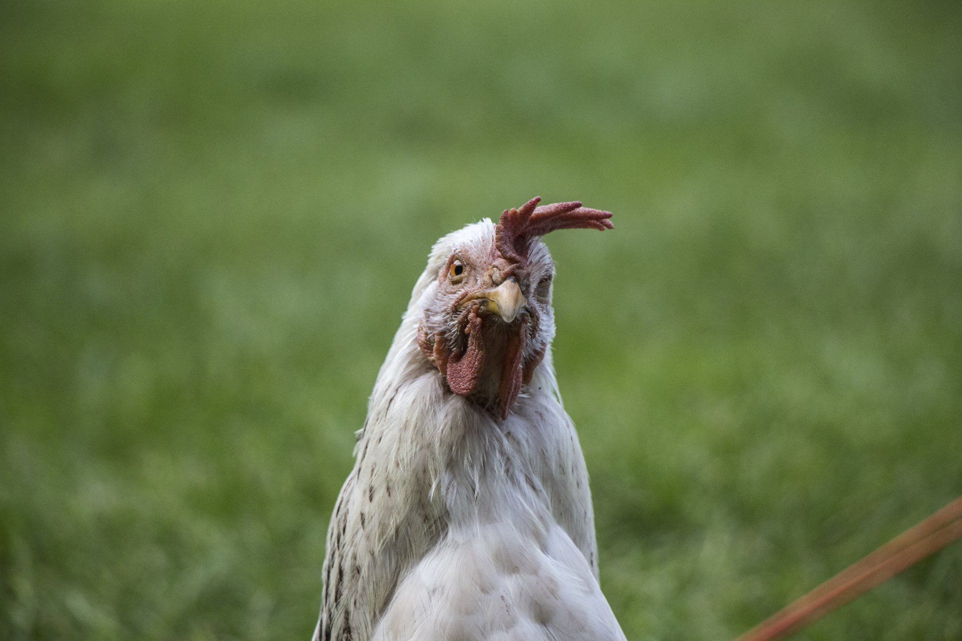 Un poulet blanc se tient debout dans l'herbe et regarde la caméra.