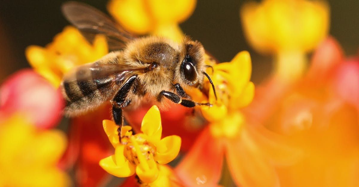 Bee on orange and yellow flower, collecting nectar.