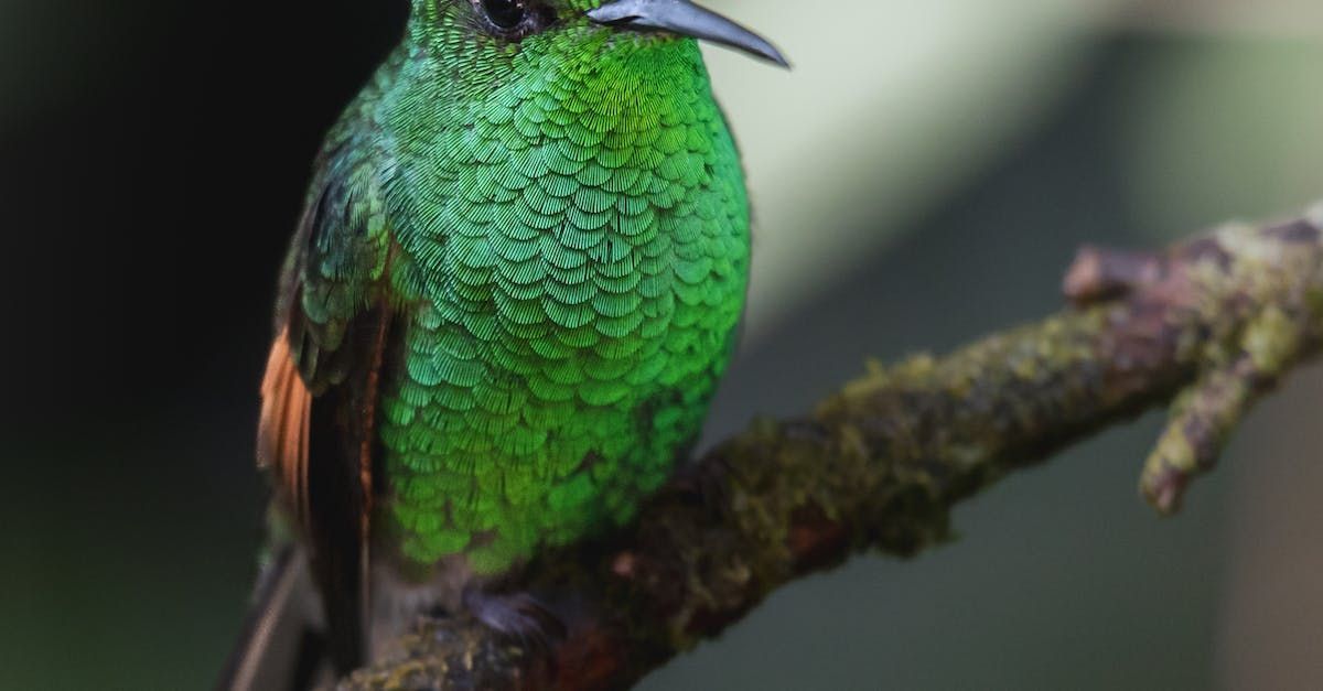 A green hummingbird perched on a tree branch.