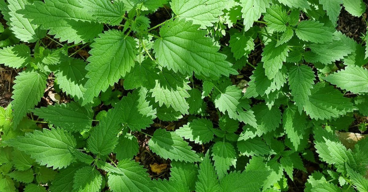 A bunch of green leaves are growing on the ground.