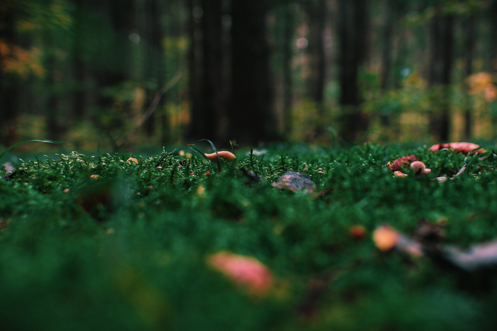 grön mossa på marken i skogen