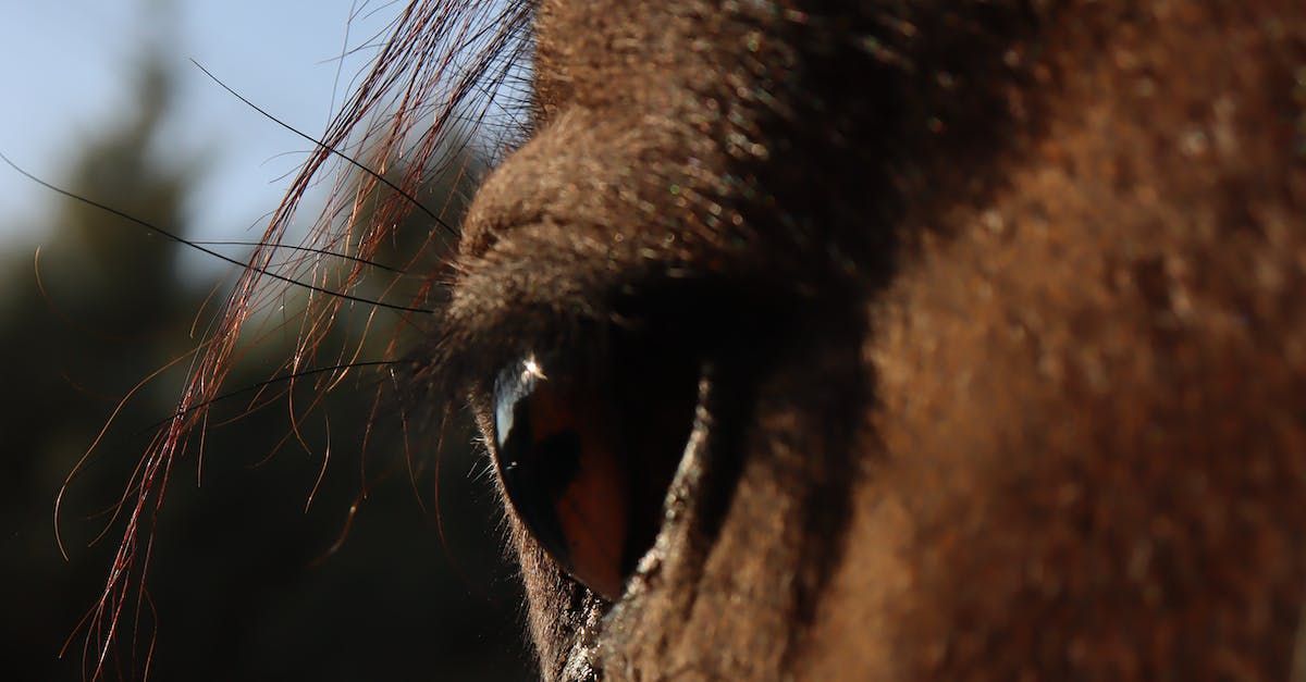 doelen stellen, dromen waarmaken, werken met dieren