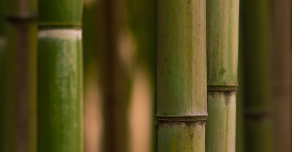 A close up of a row of bamboo sticks in a forest.