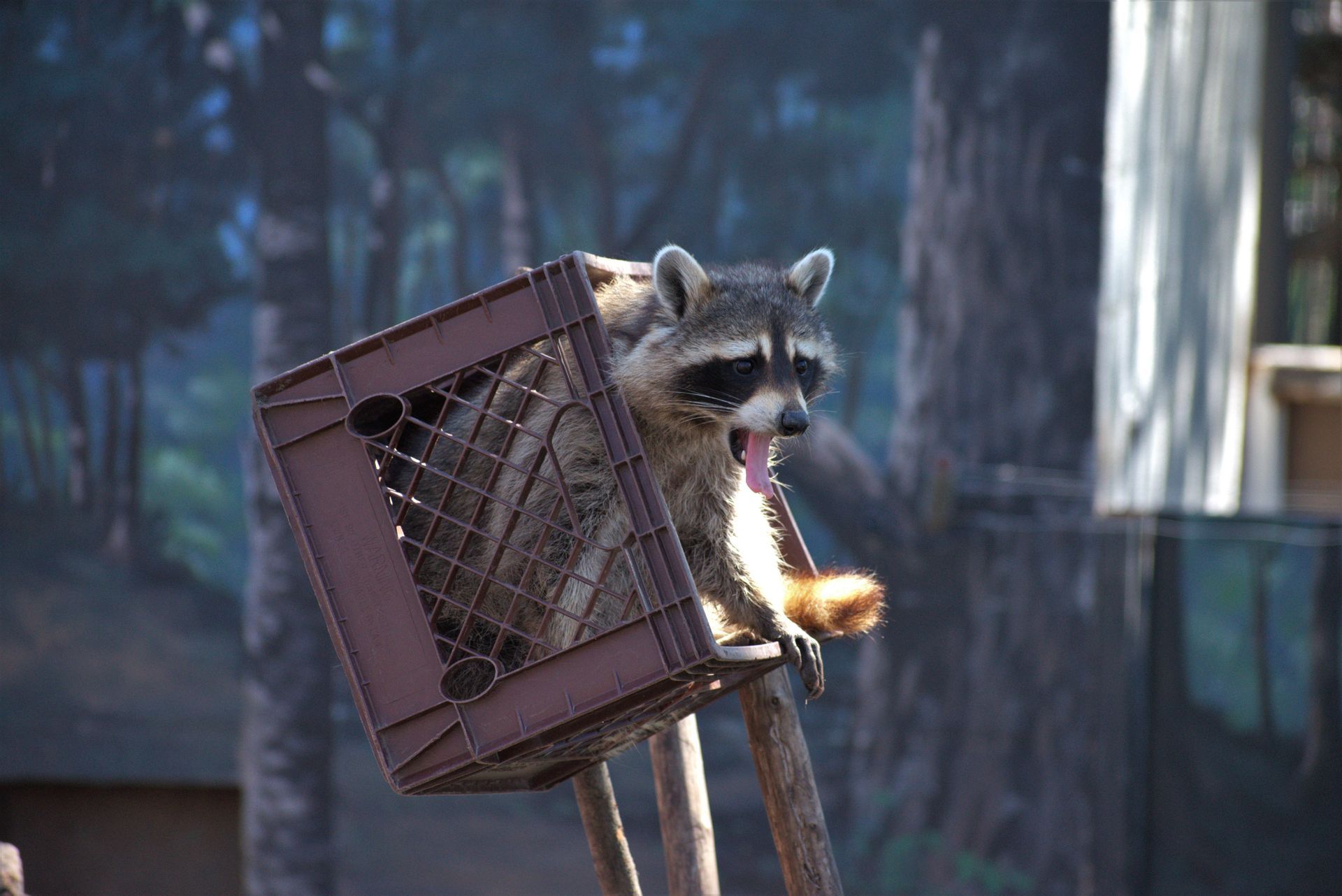 Raccoon in a brown crate, yawning, perched on wooden poles, forest backdrop.