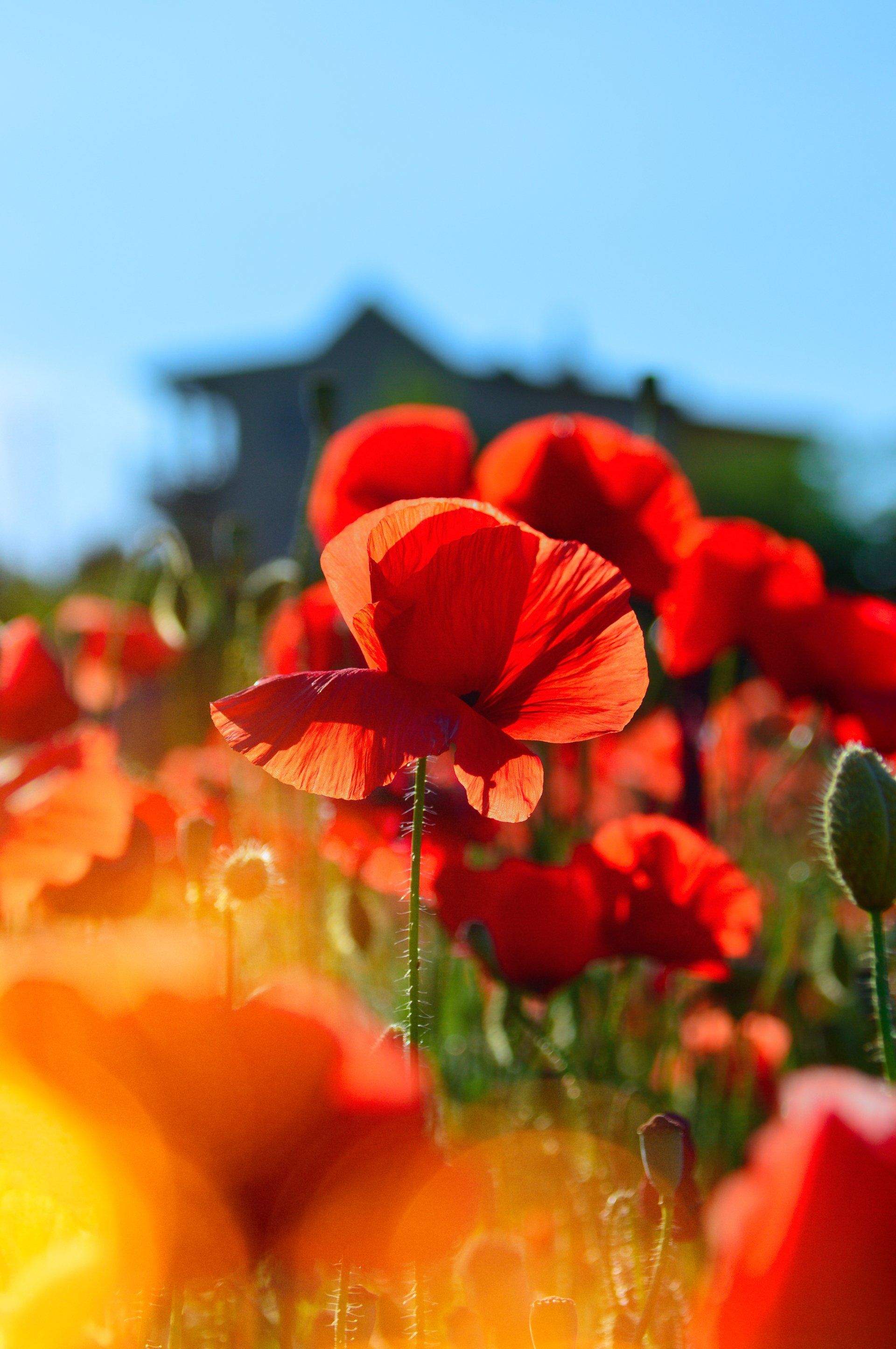 Flores de Temporada