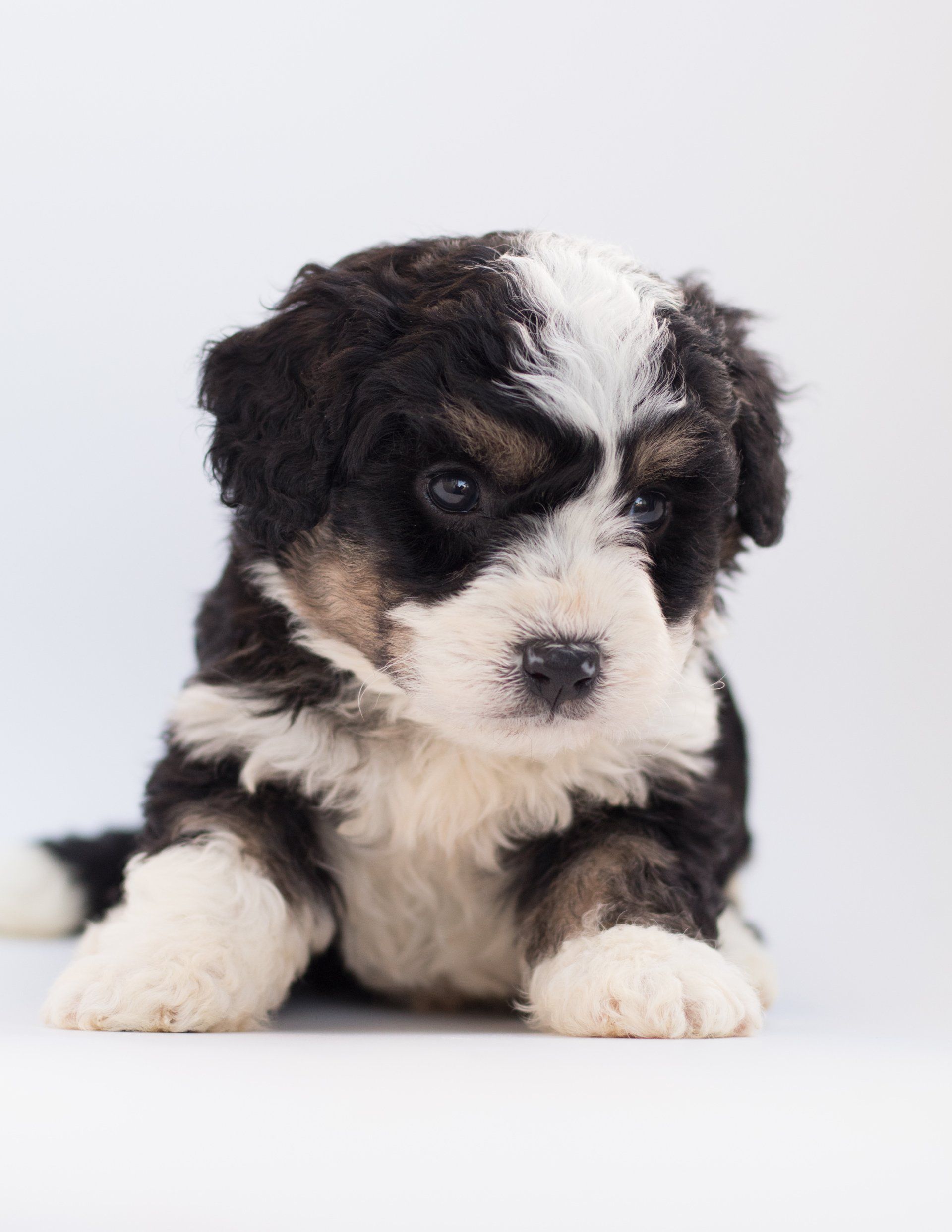 puppies new york