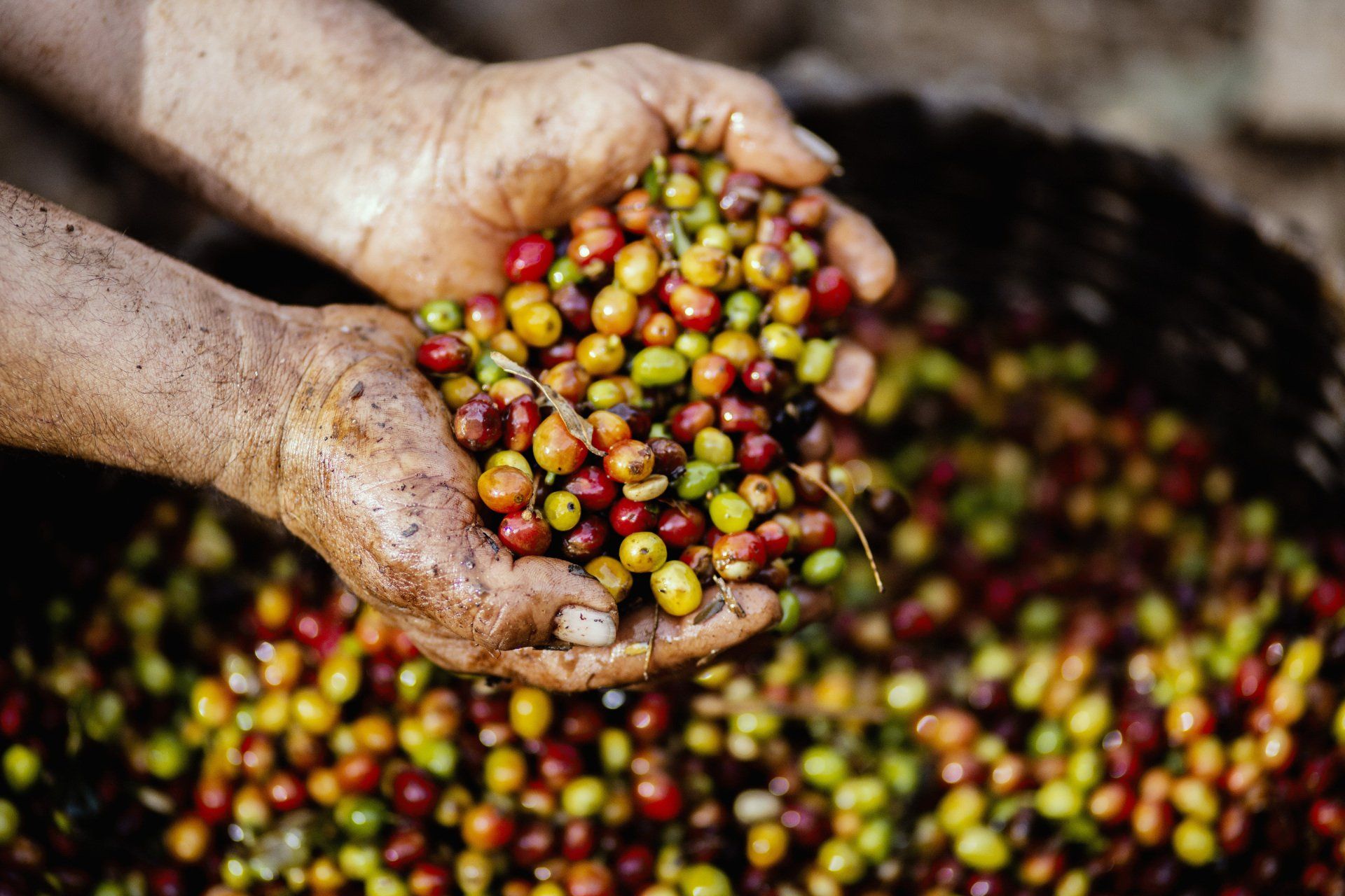 coffee beans