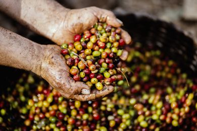 Coffee Beans