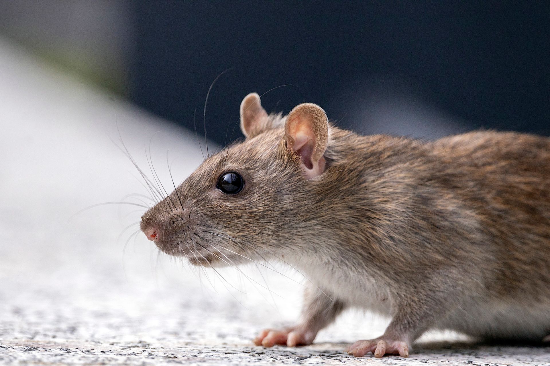 The Norway rat is destructive pest found in urban and suburban areas. These rodents eat and contaminate food, damage buildings and other property by them gnawing and burrowing and may spread diseases that affect people and pets.