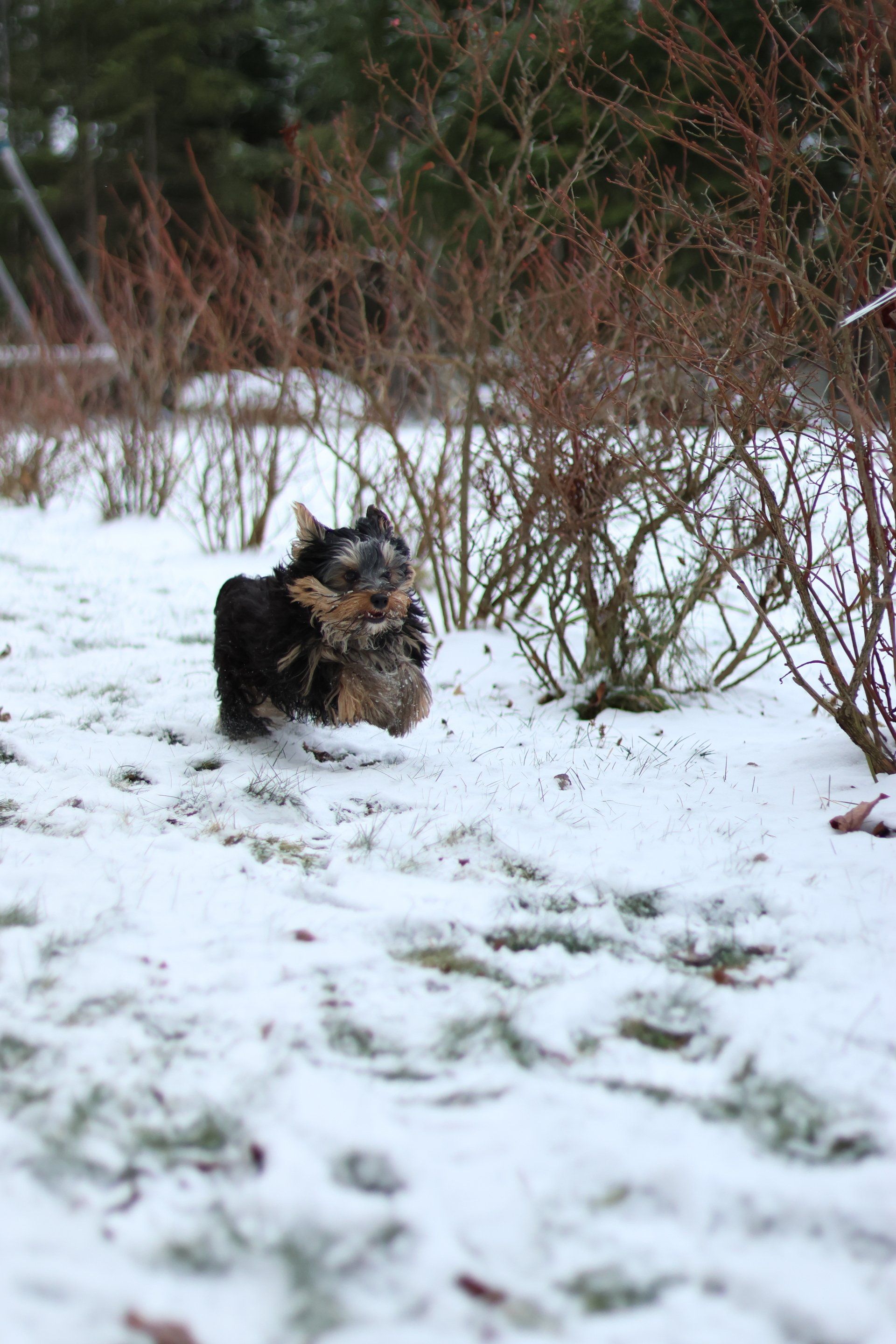 Terrier dog bounding happily through the snow