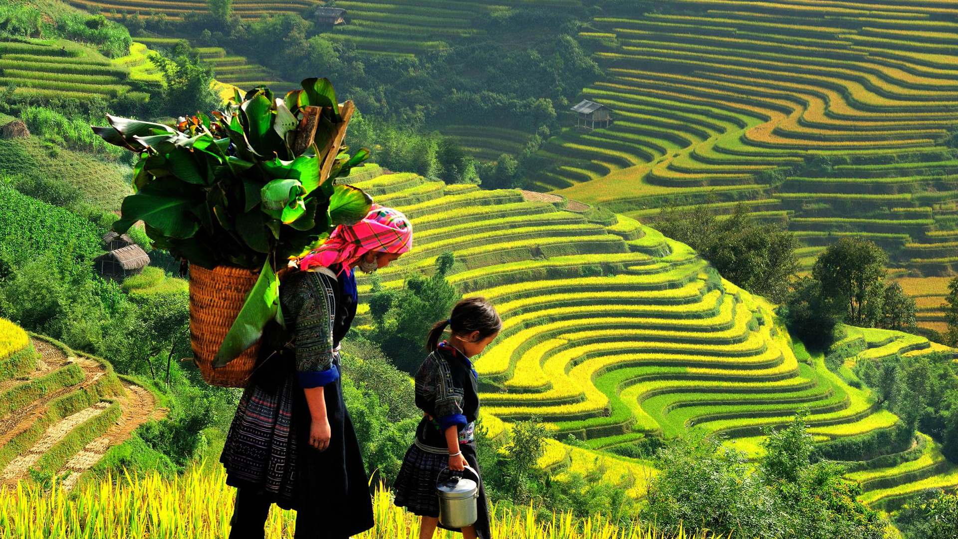 A woman is carrying a basket of plants on her back in a field.