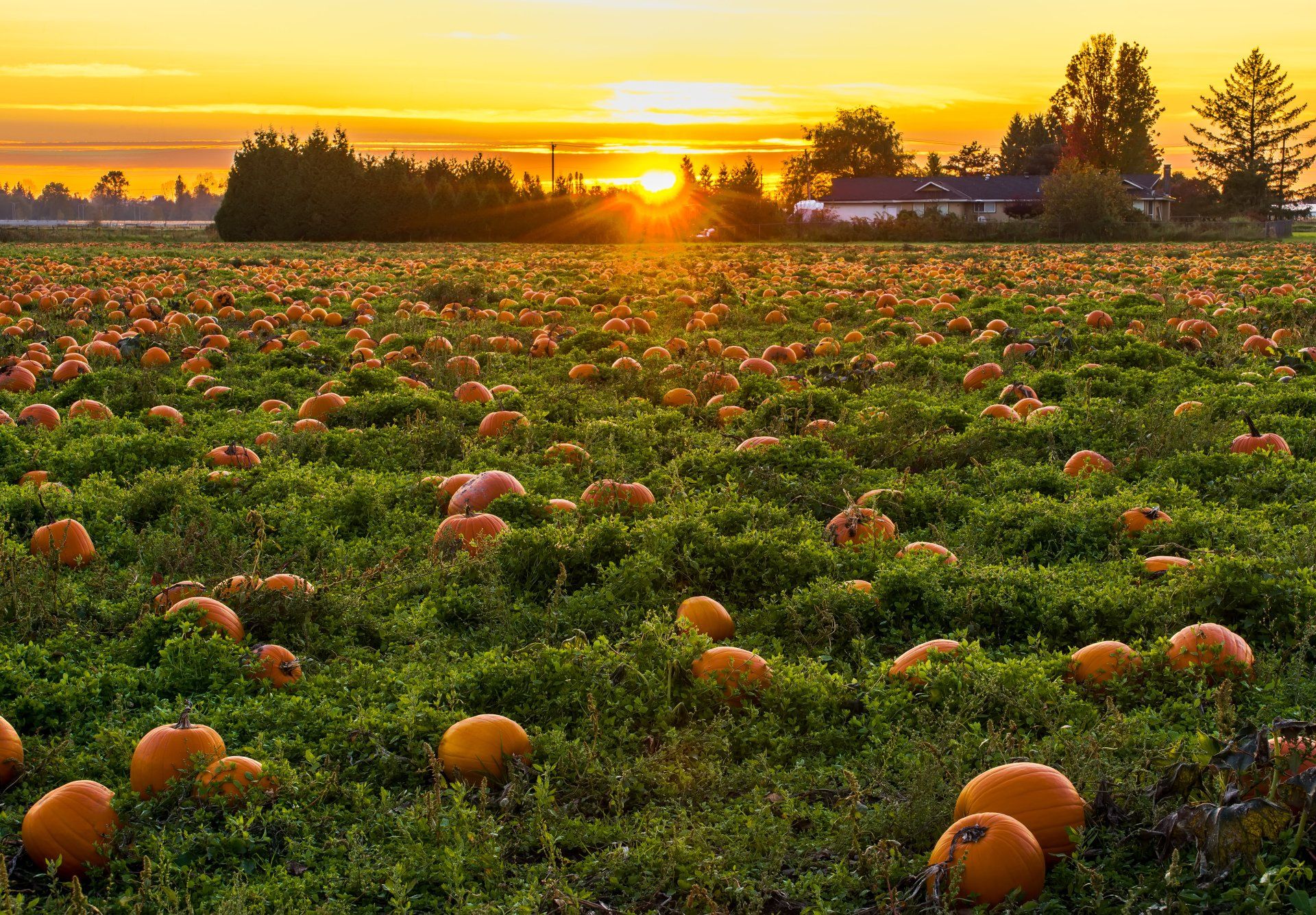 Pumpkin patch at sunset with rows of orange pumpkins and trees on the horizon Grasshopper Farms Knightdale, NC