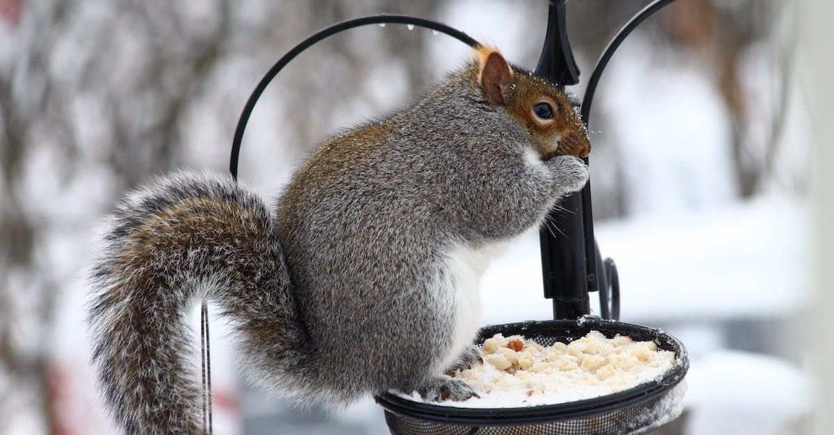 Squirrel eating from a bird feeder in winter; gray fur, snowy backdrop.