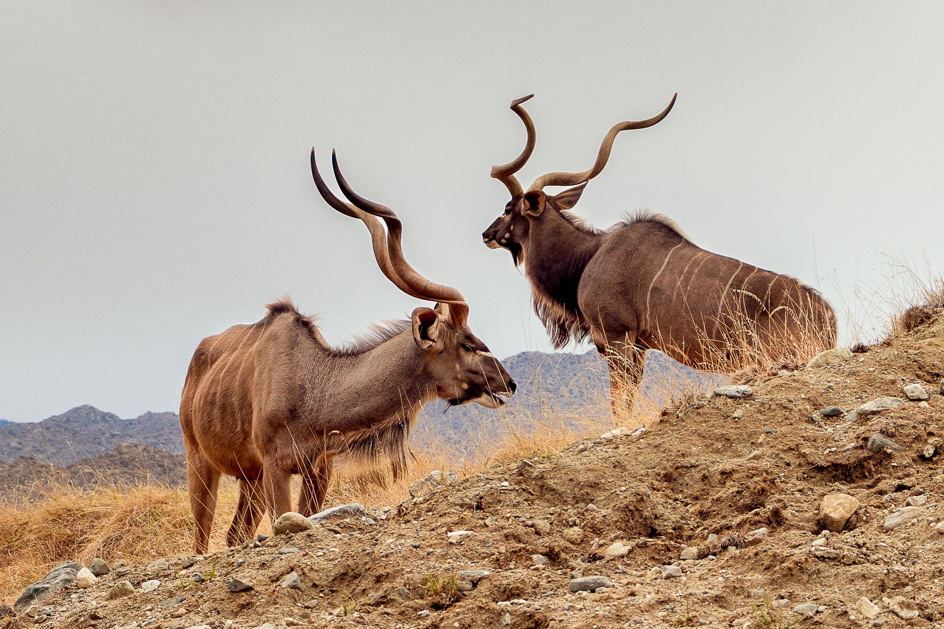 Kudu | South Africa Bow Hunt