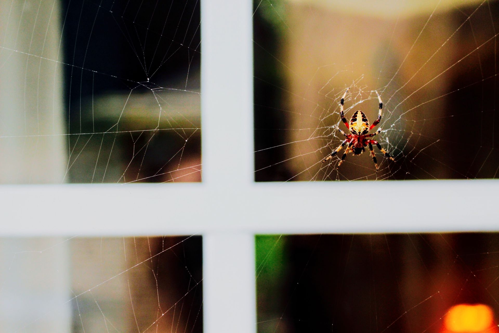 Spider Pest Control in Austin, TX