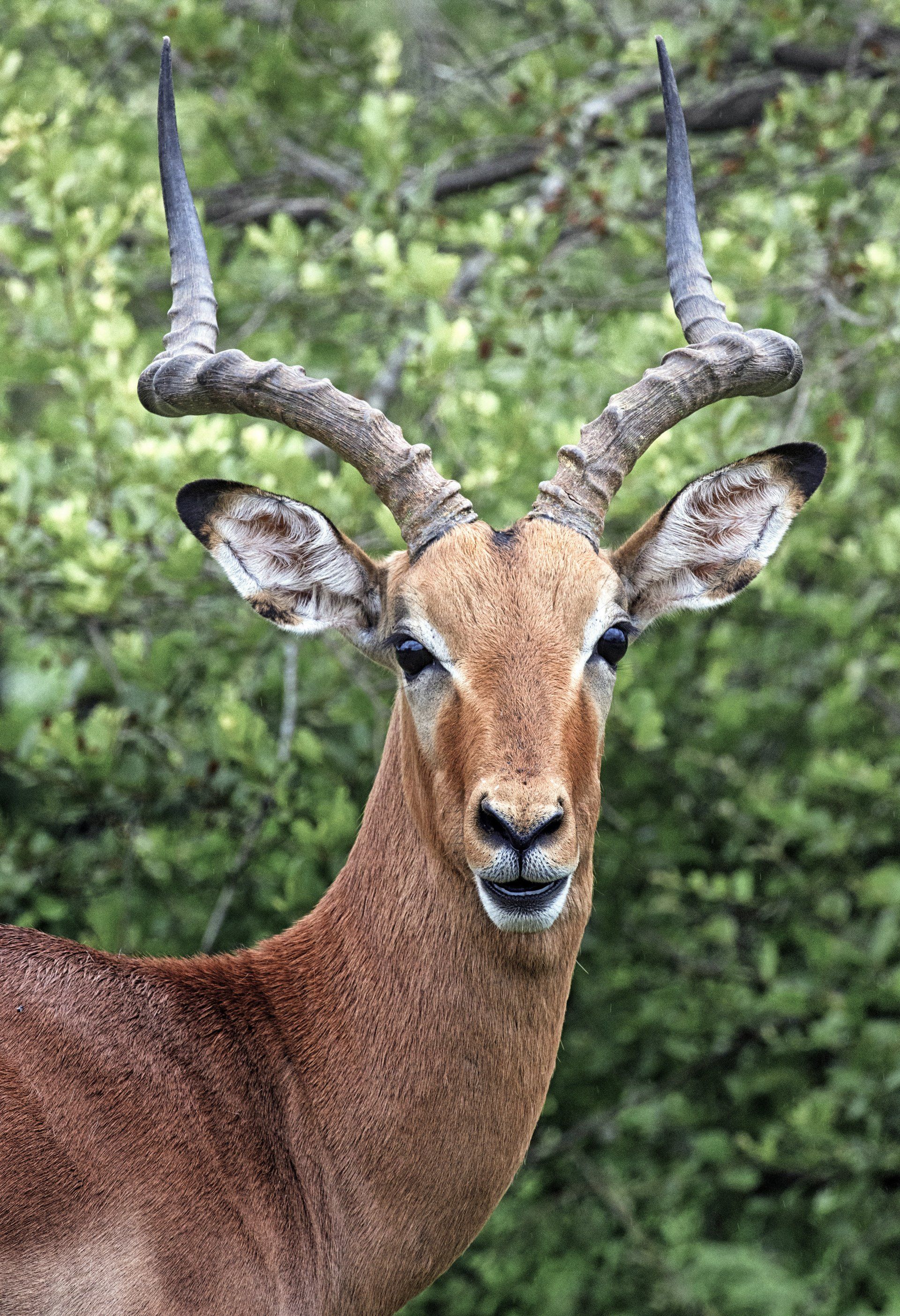 African Safari Wildlife Park, Port Clinton, Ohio