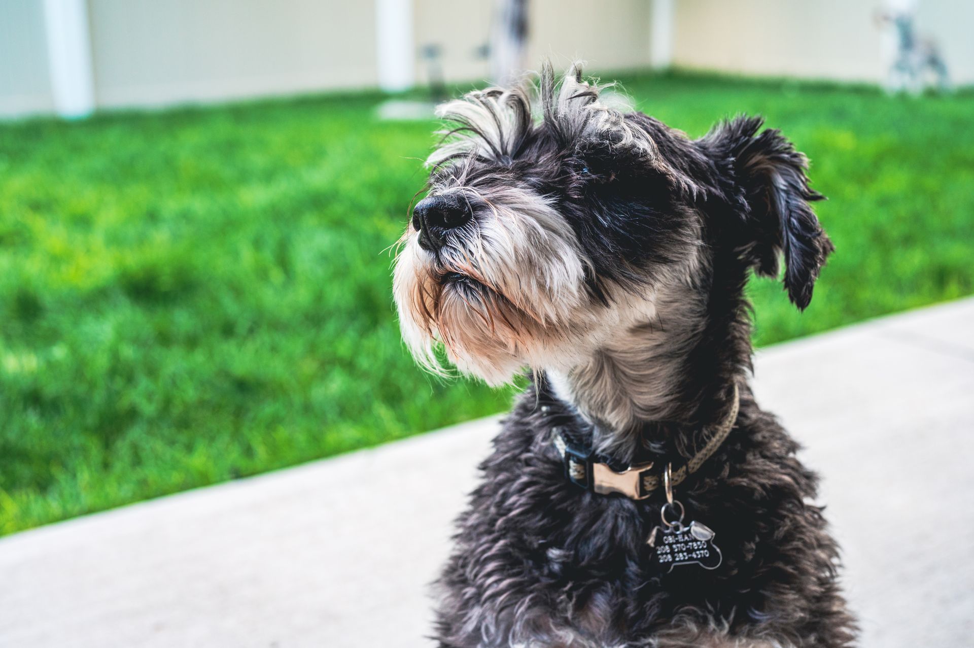 A small black and white dog is sitting on a sidewalk.