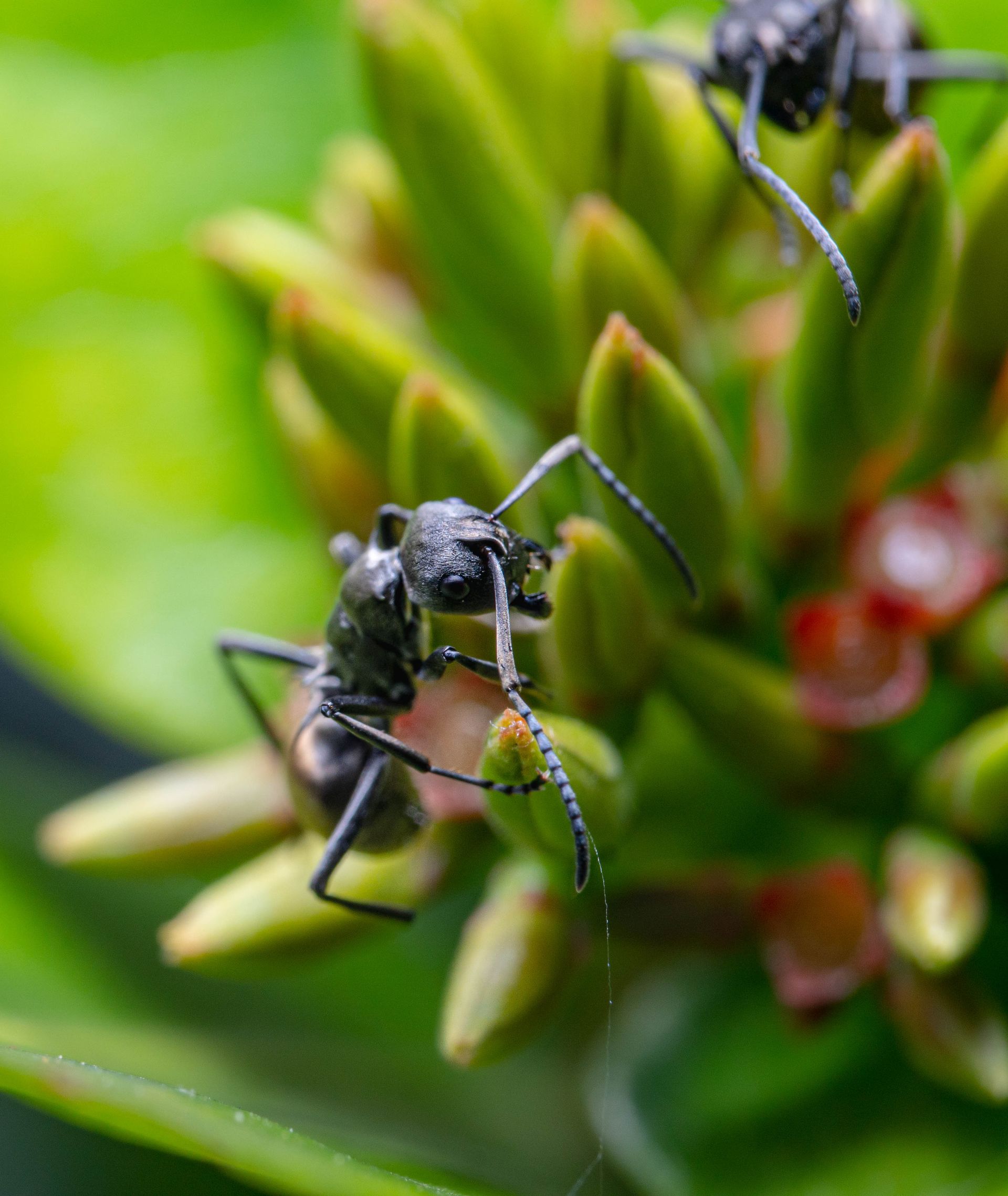 Carpenter Ant Control in Laredo, TX